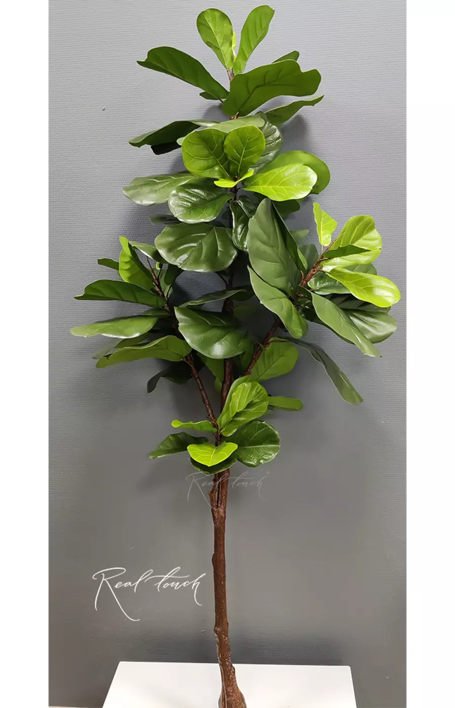 Фикус Лирата без кашпо 180см - Зеленый