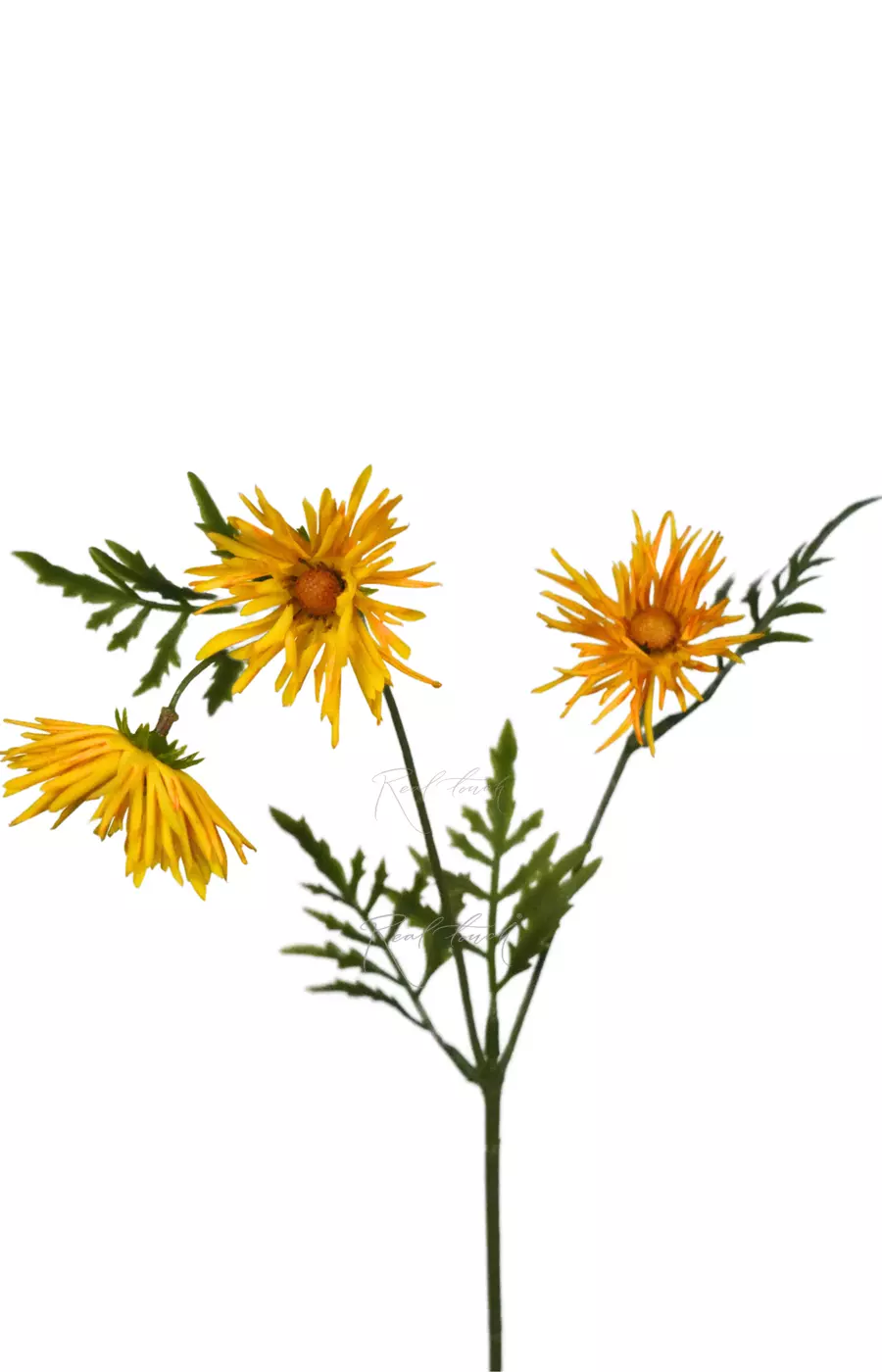 Хризантема Игольчатая small (3 соцветия) - Желтый