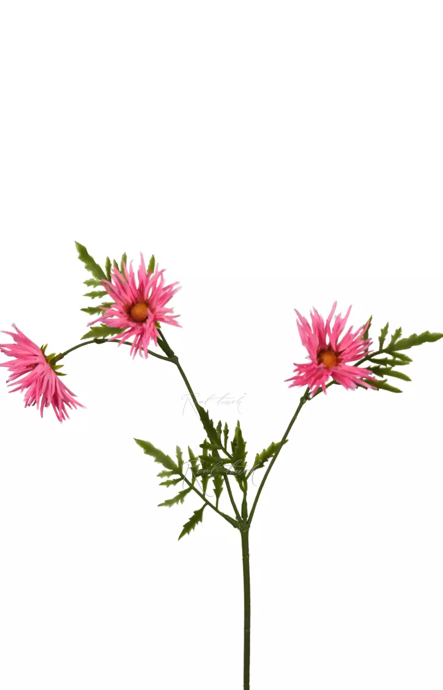 Хризантема Игольчатая small (3 соцветия) - Розовый