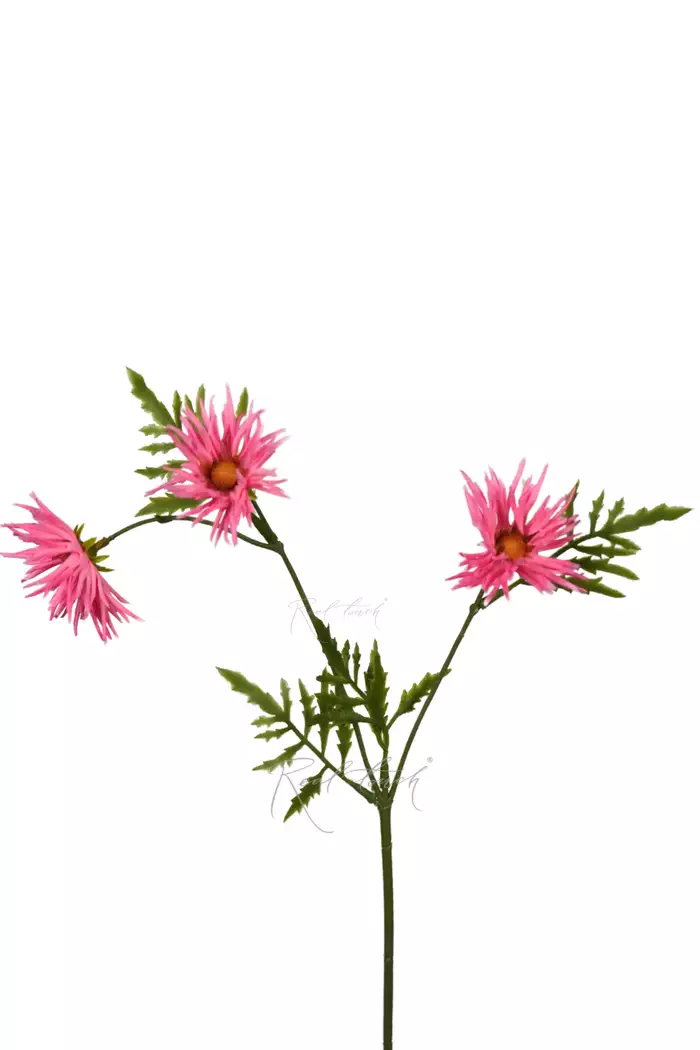 Хризантема Игольчатая small (3 соцветия) - Розовый Хризантема Игольчатая small (3 соцветия) - Розовый