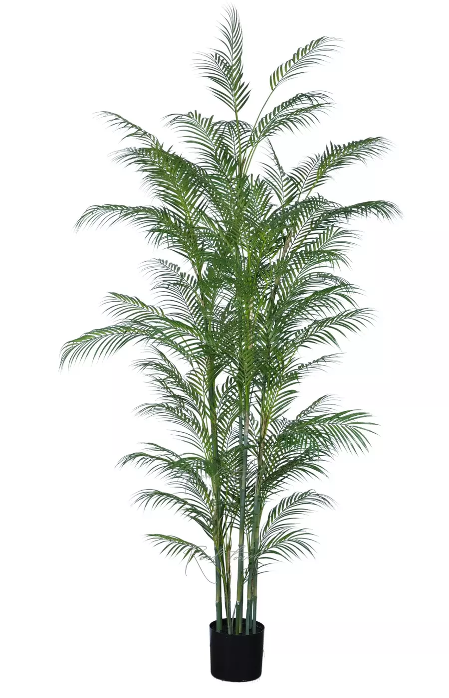 Арека высокая 230см в кашпо - Зеленый