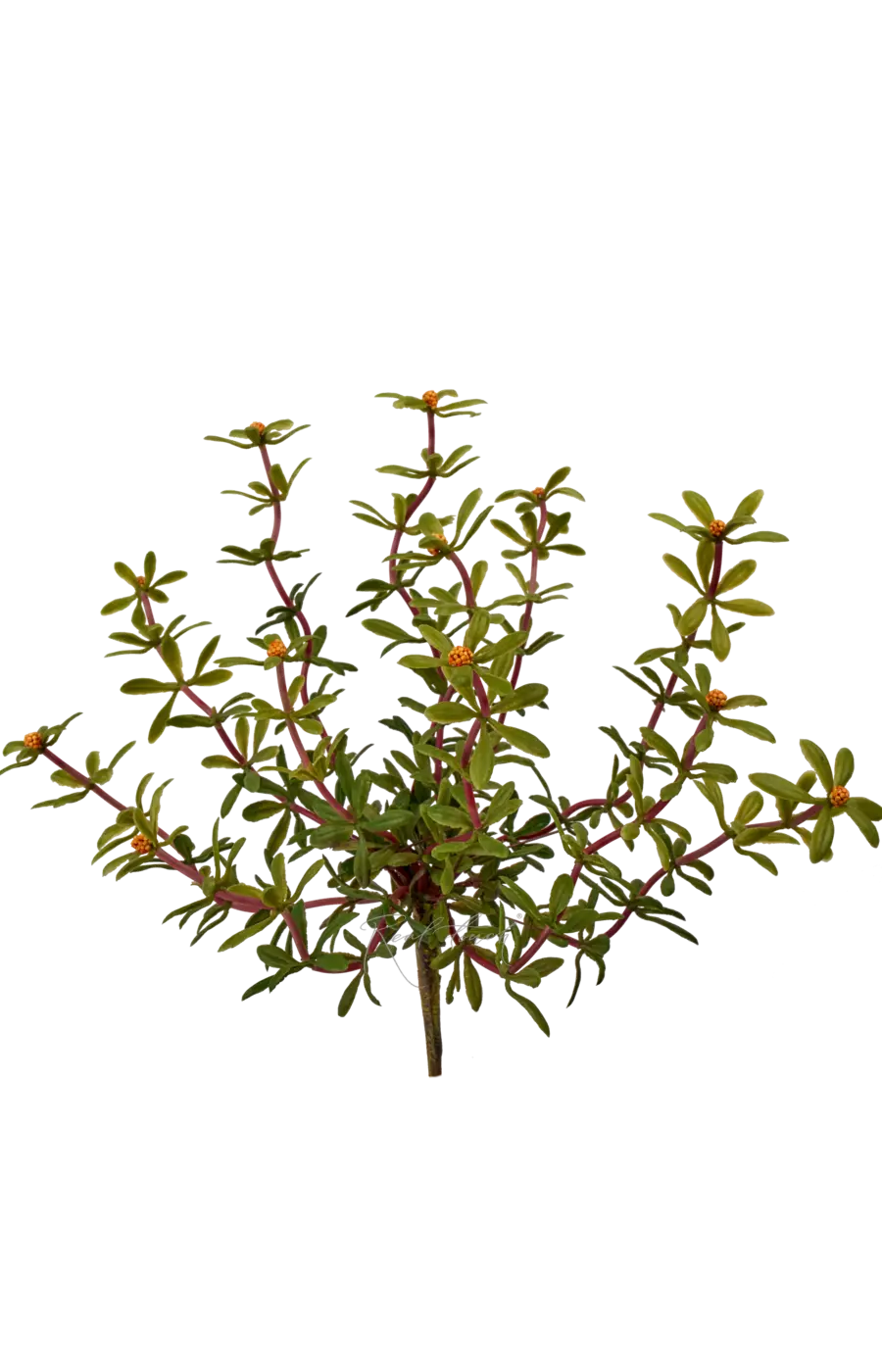 Портулак огородный вид 1 - Оранжевый