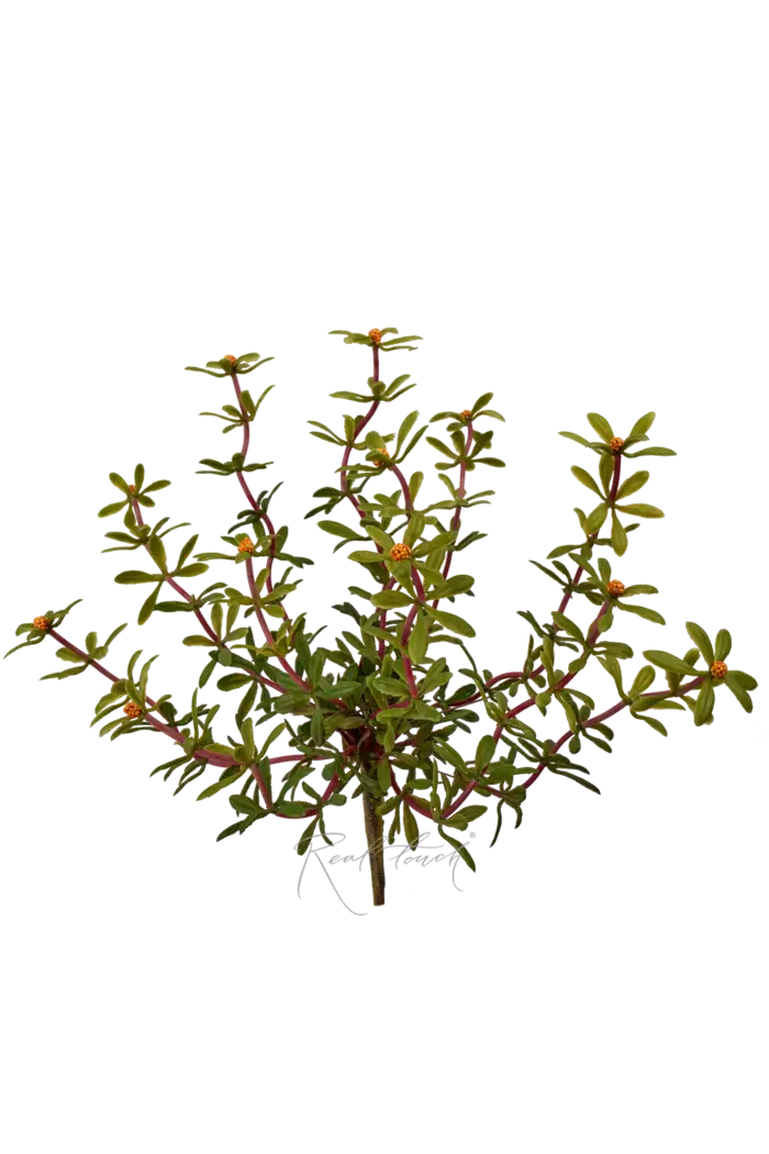 Портулак огородный вид 1 - Оранжевый