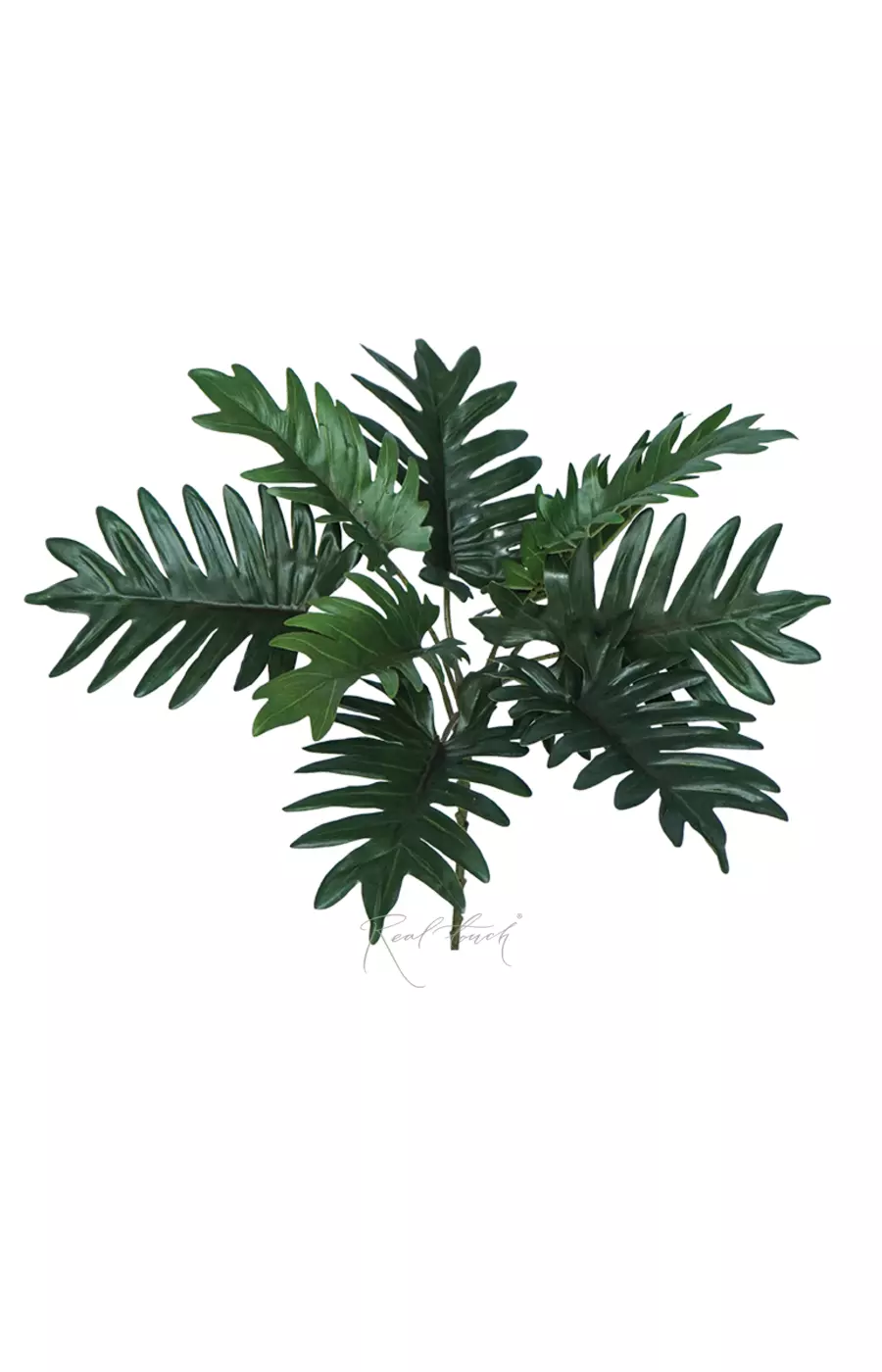 Куст филодендрона Ксанаду - Зеленый Куст филодендрона Ксанаду - Зеленый