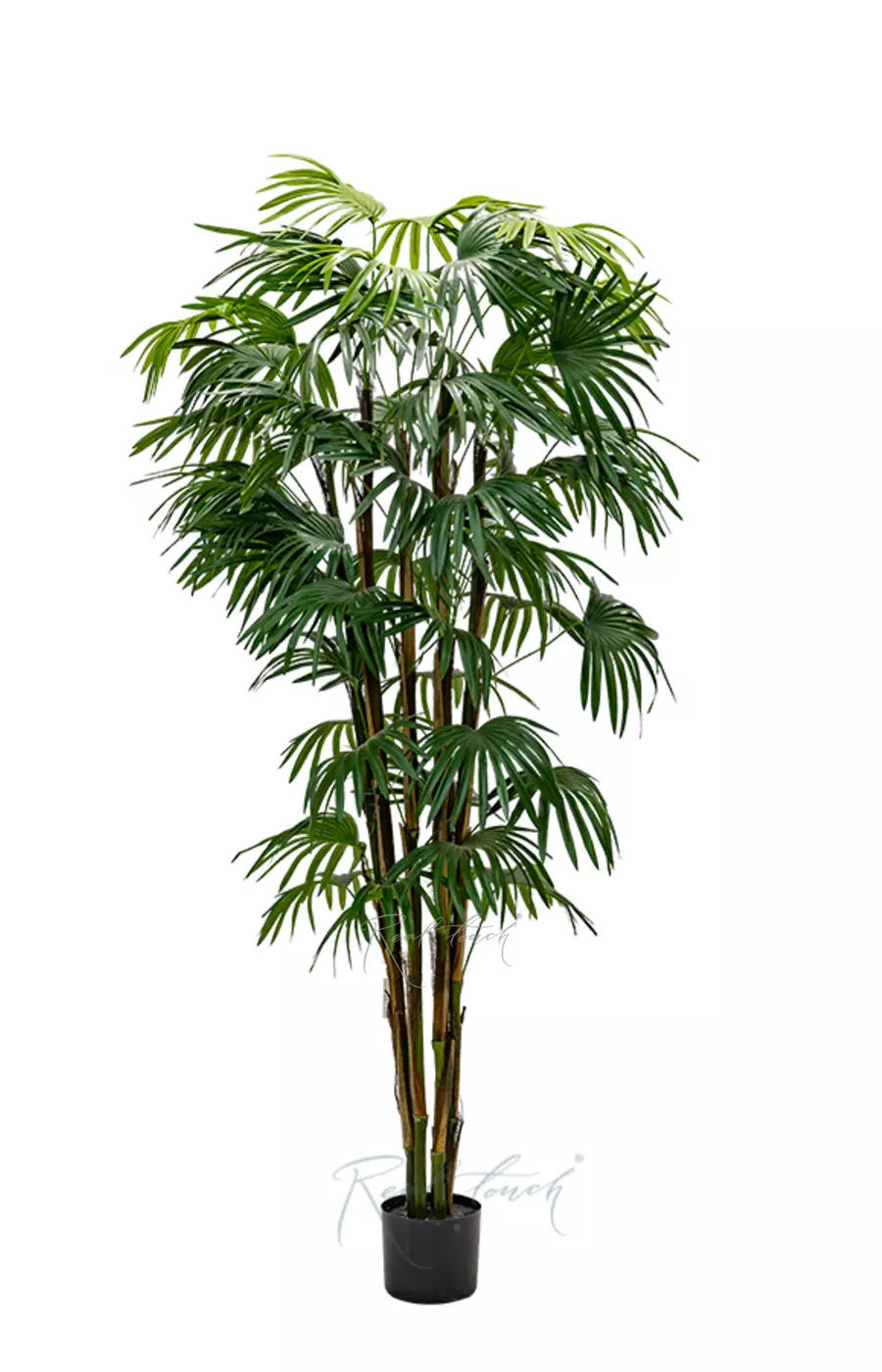 Веерная пальма 180см - Зеленый