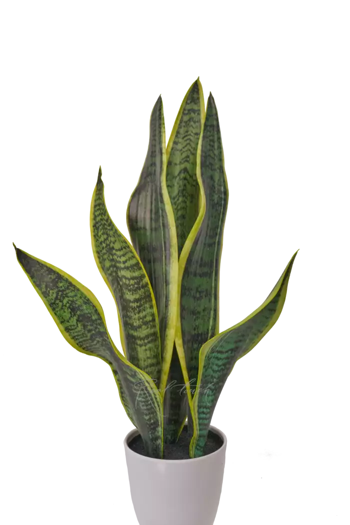 Сансевиерия в кашпо - Желто-зеленый