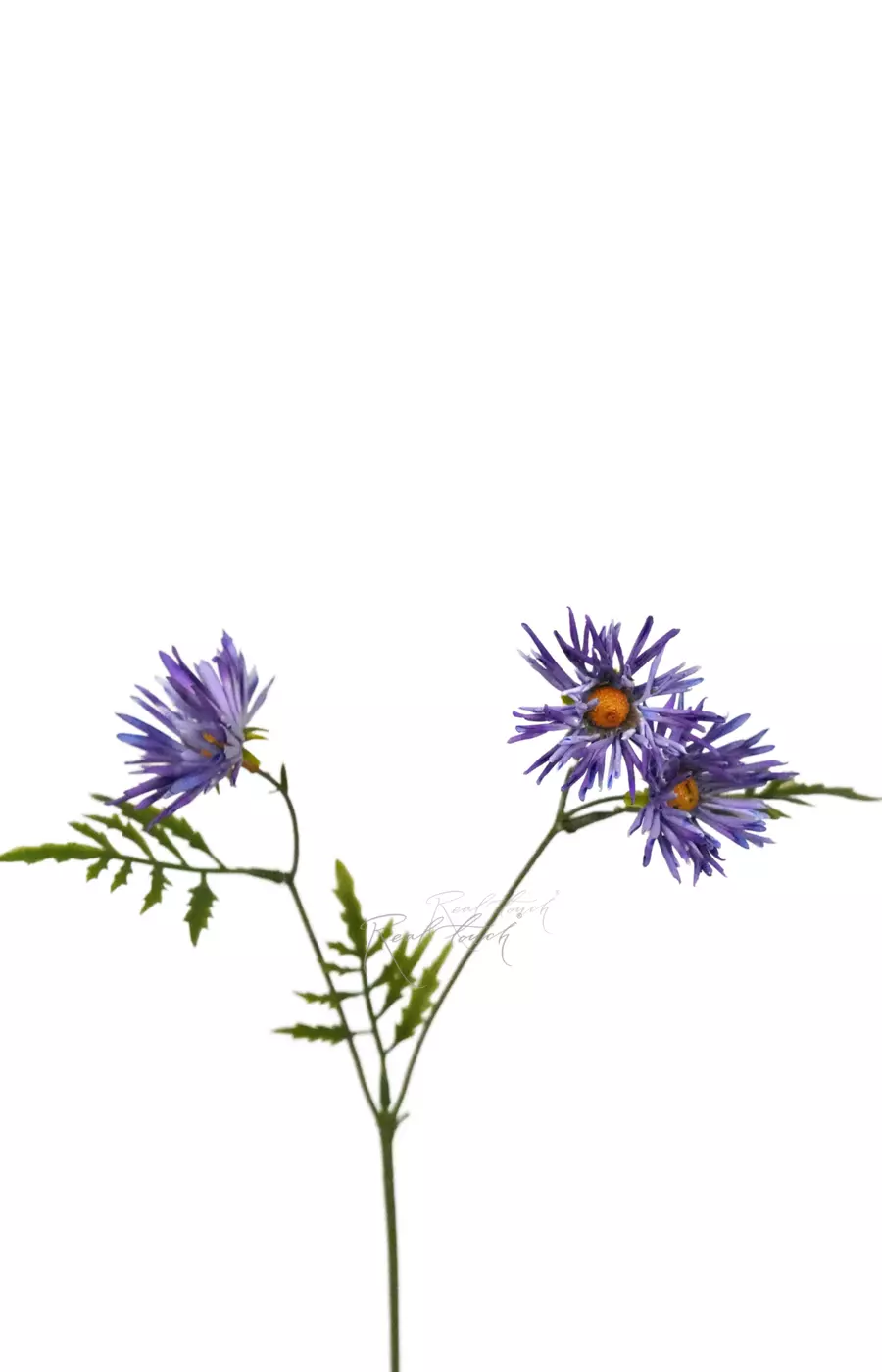 Хризантема Игольчатая small (3 соцветия) - Фиолетовый Хризантема Игольчатая small (3 соцветия) - Фиолетовый