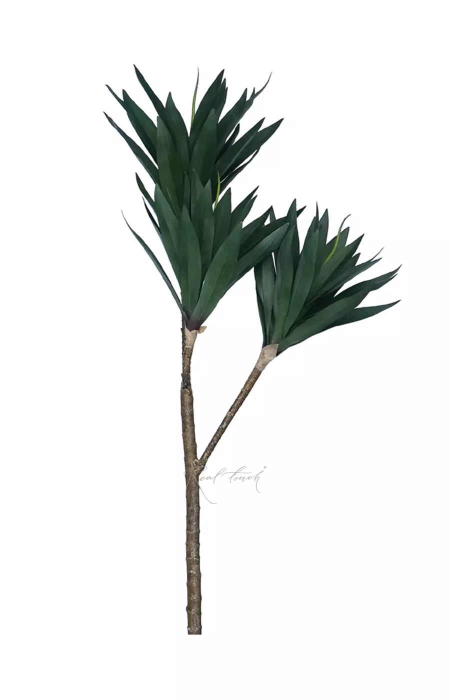 Драцена компактная - Зеленый