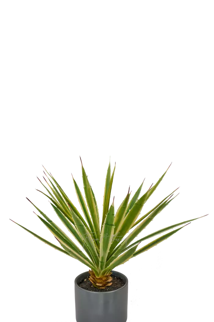 Юкка Брайт Эдг - Зеленый