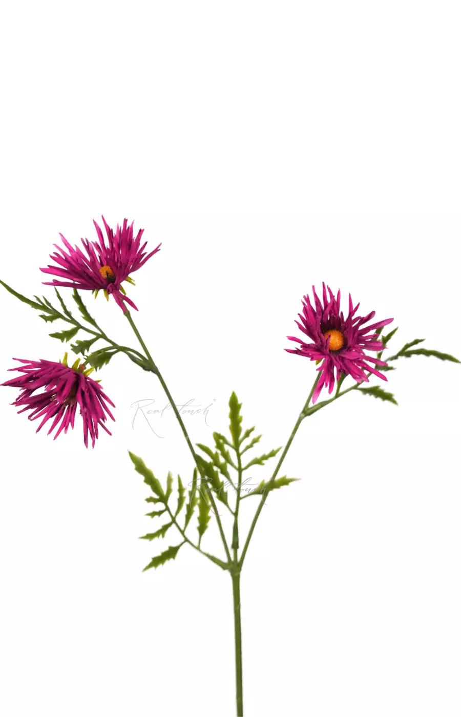 Хризантема Игольчатая small (3 соцветия) - Фуксия Хризантема Игольчатая small (3 соцветия) - Фуксия