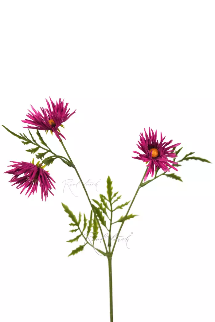 Хризантема Игольчатая small (3 соцветия) - Фуксия Хризантема Игольчатая small (3 соцветия) - Фуксия