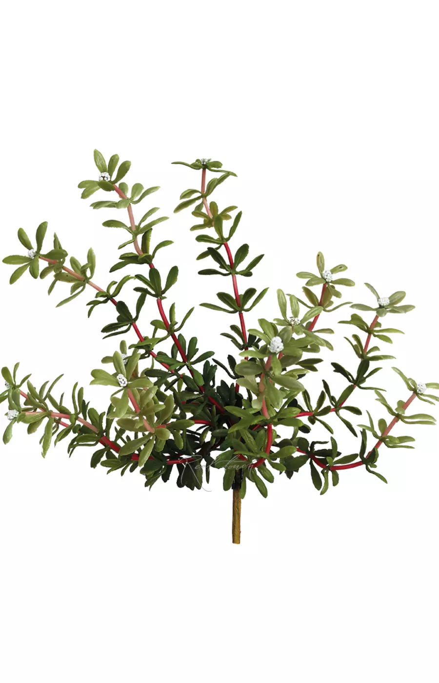 Портулак огородный вид 1 - Белый