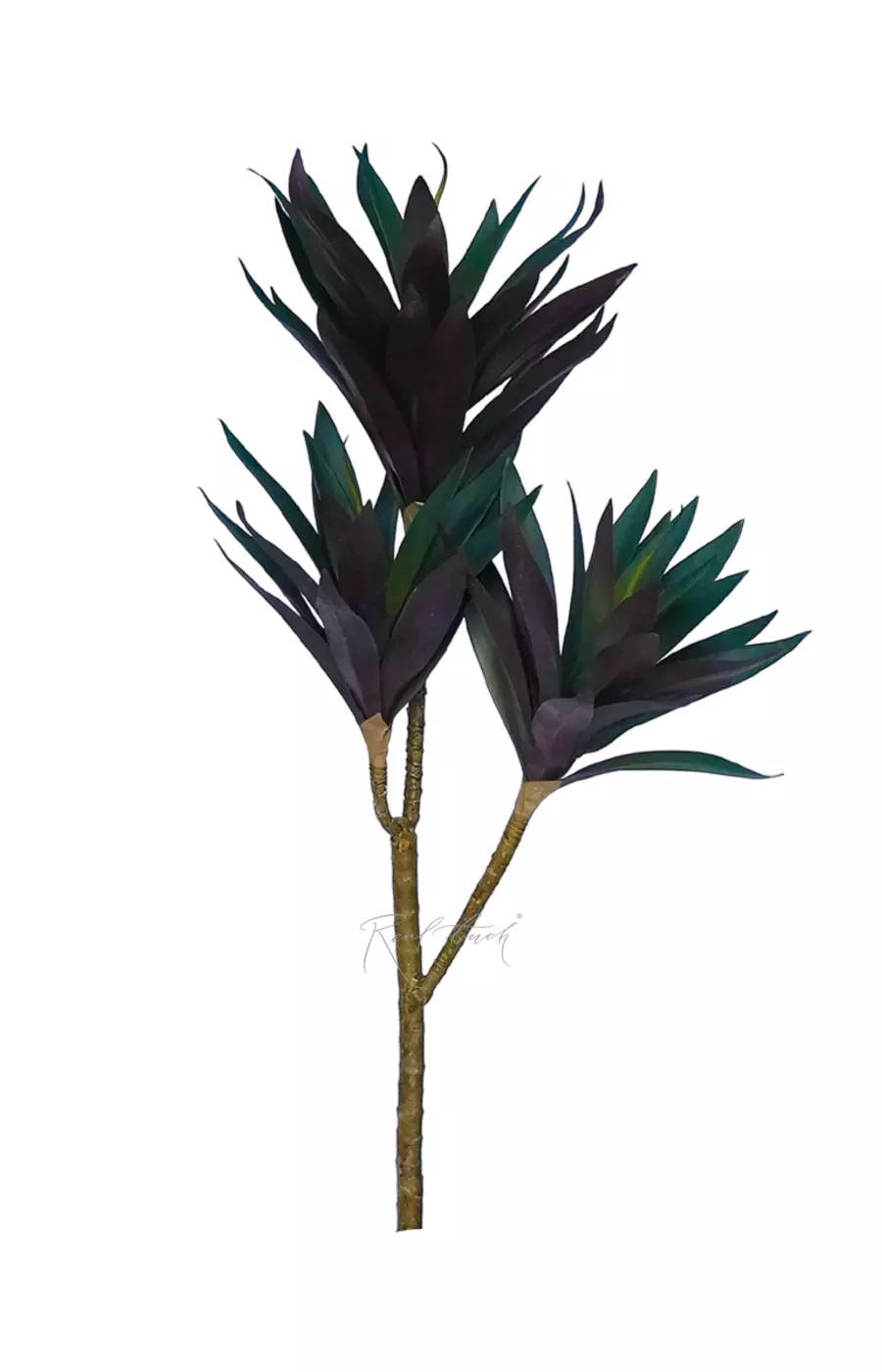 Драцена компактная - Красный