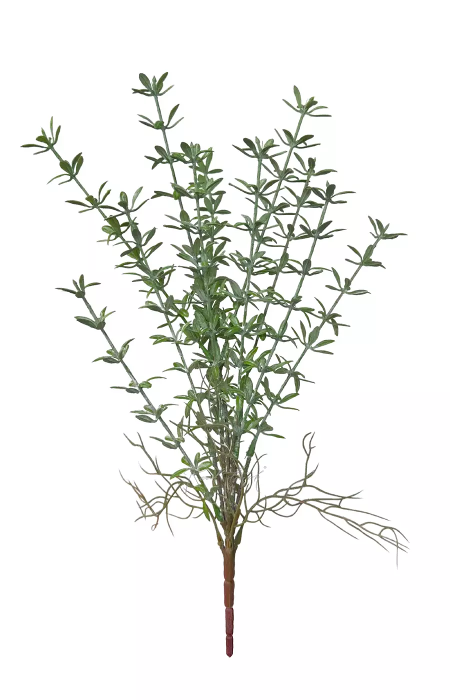 Портулак - Пыльно-зеленый