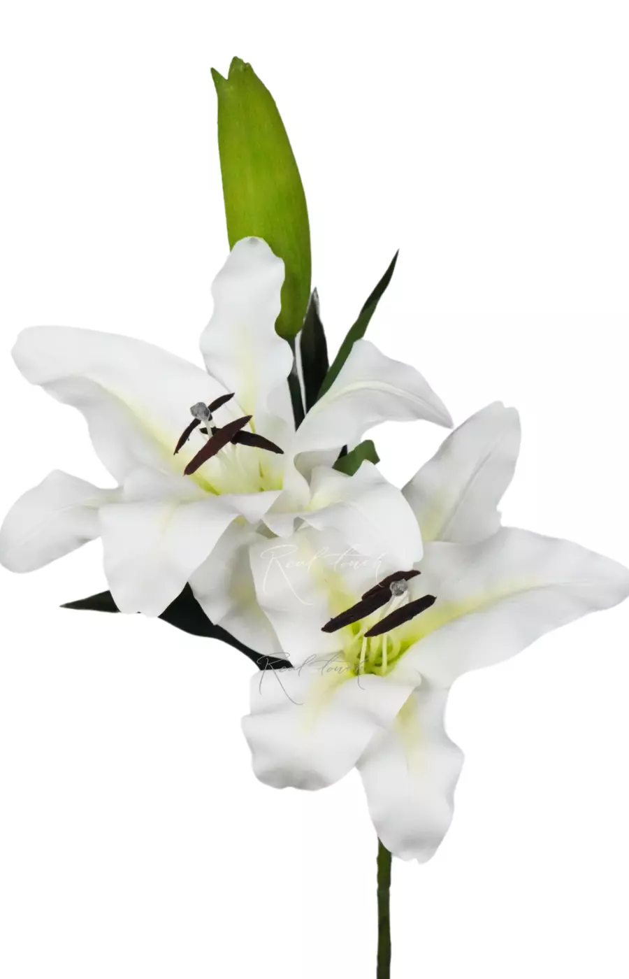 Тигровая лилия - Белый Тигровая лилия - Белый