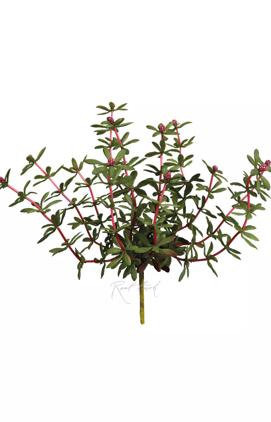 Портулак огородный вид 1 - Фуксия Портулак огородный вид 1 - Фуксия