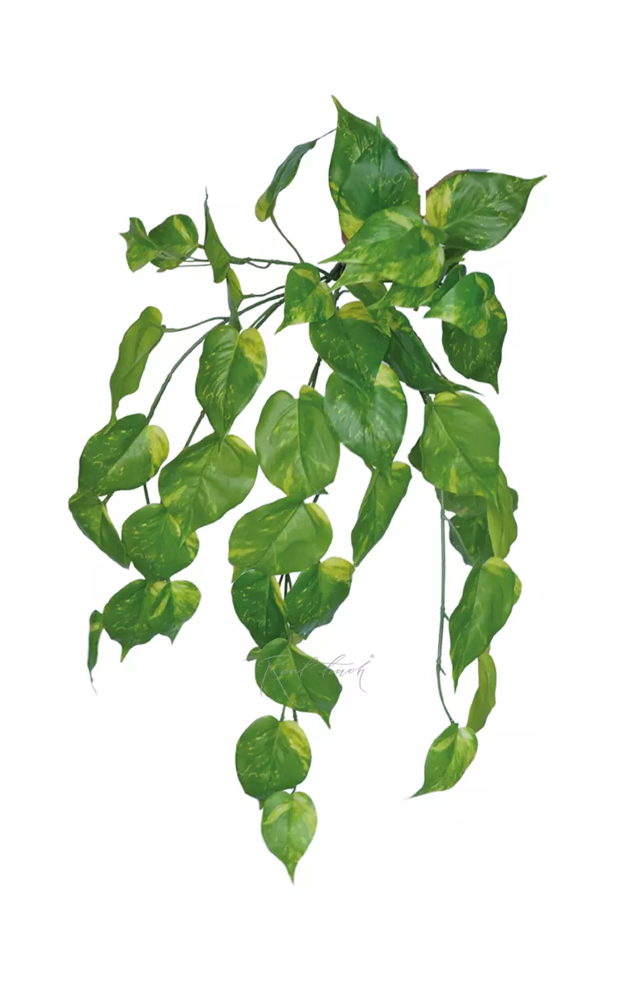 Потос куст 70см - Желто-зеленый