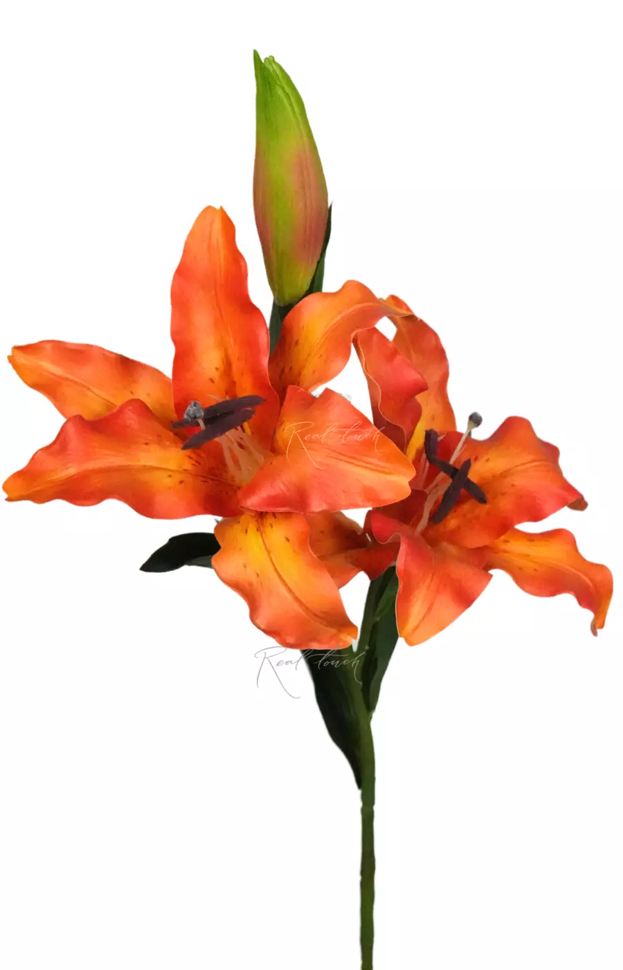 Тигровая лилия - Желто-оранжевый Тигровая лилия - Желто-оранжевый