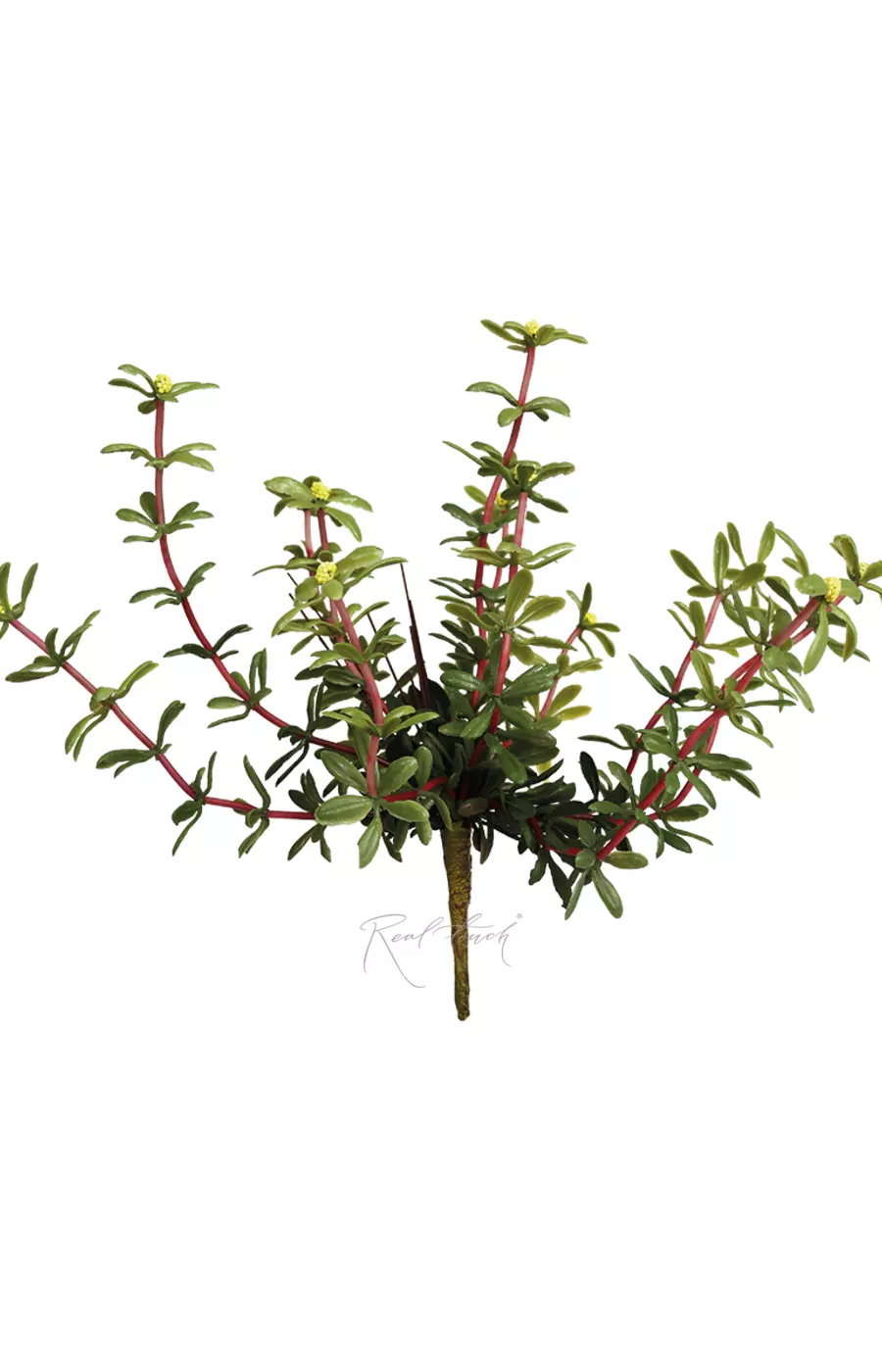 Портулак огородный вид 1 - Желтый