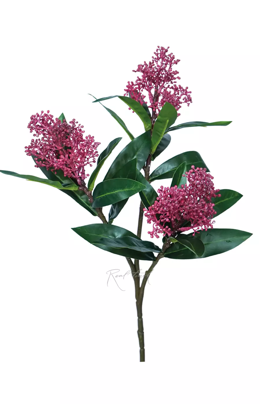 Скиммия - Красный