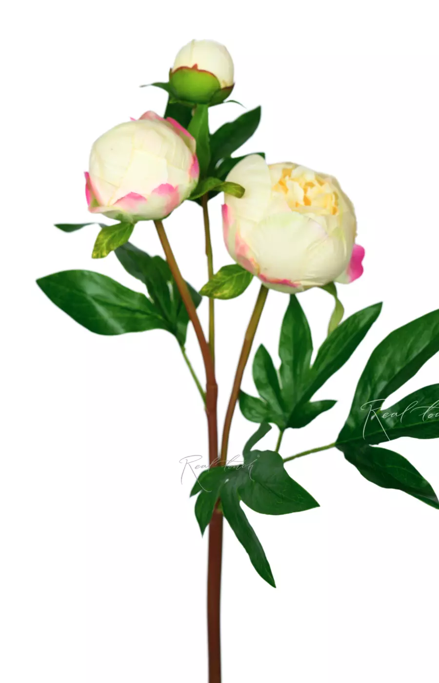 Пион (3 бутона) - Кремовый Пион (3 бутона) - Кремовый