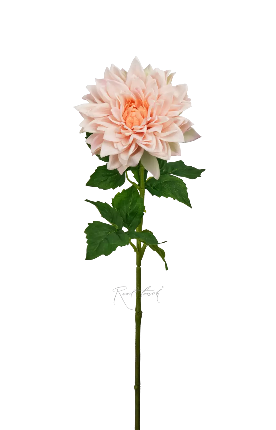 Пионовидный георгин - Персиковый Пионовидный георгин - Персиковый