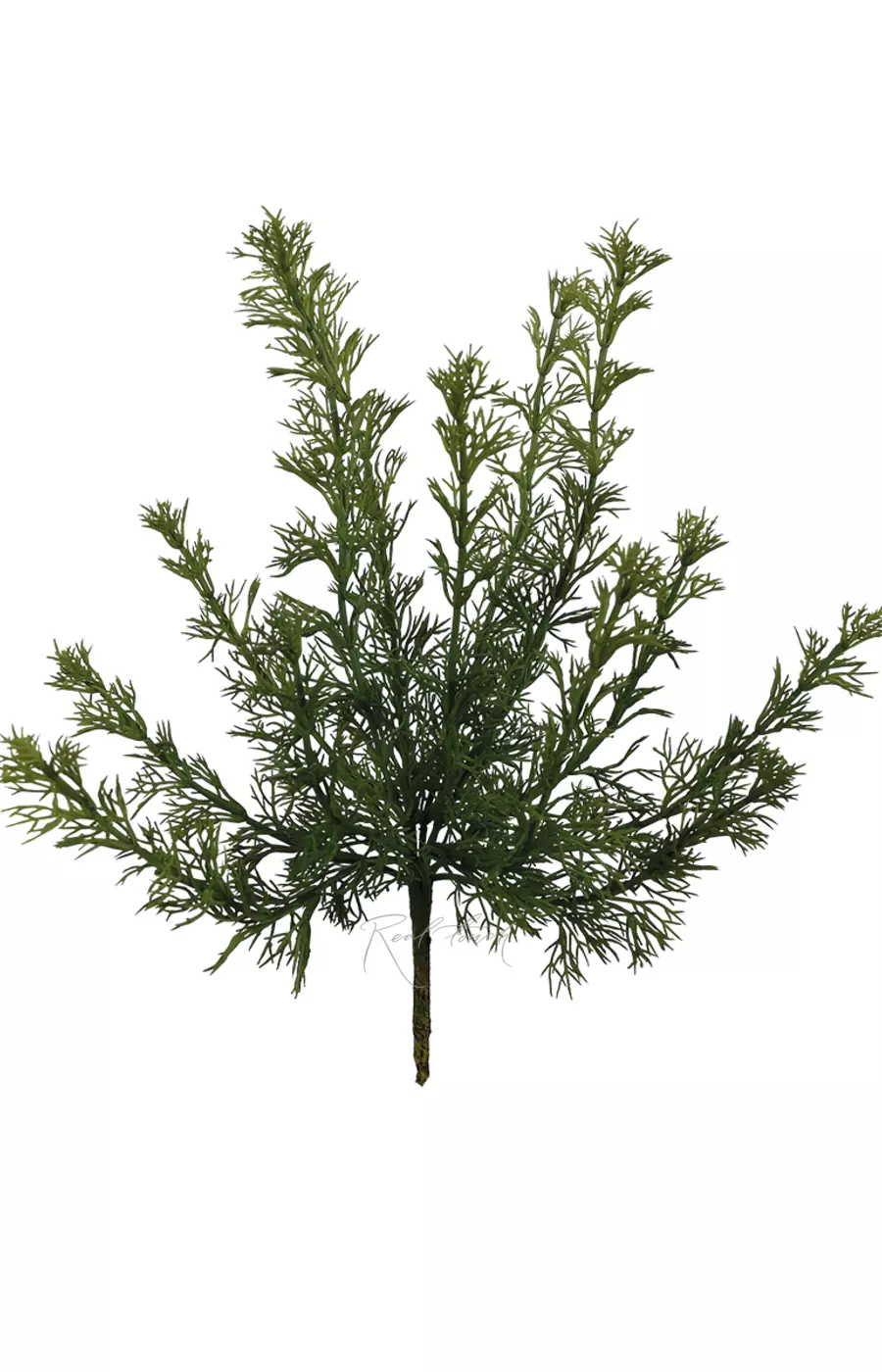 Фенхель - Зеленый