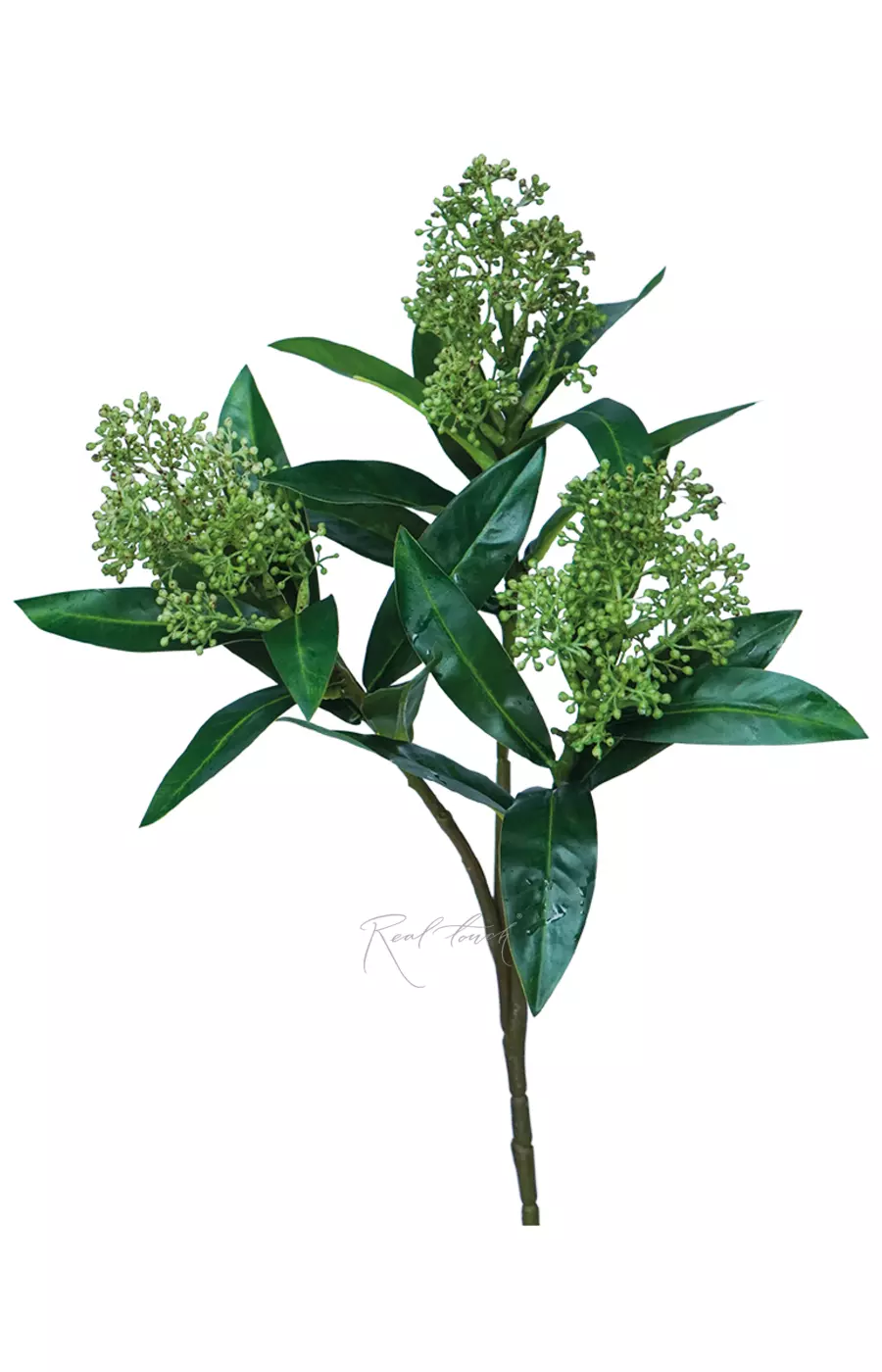 Скиммия - Зеленый