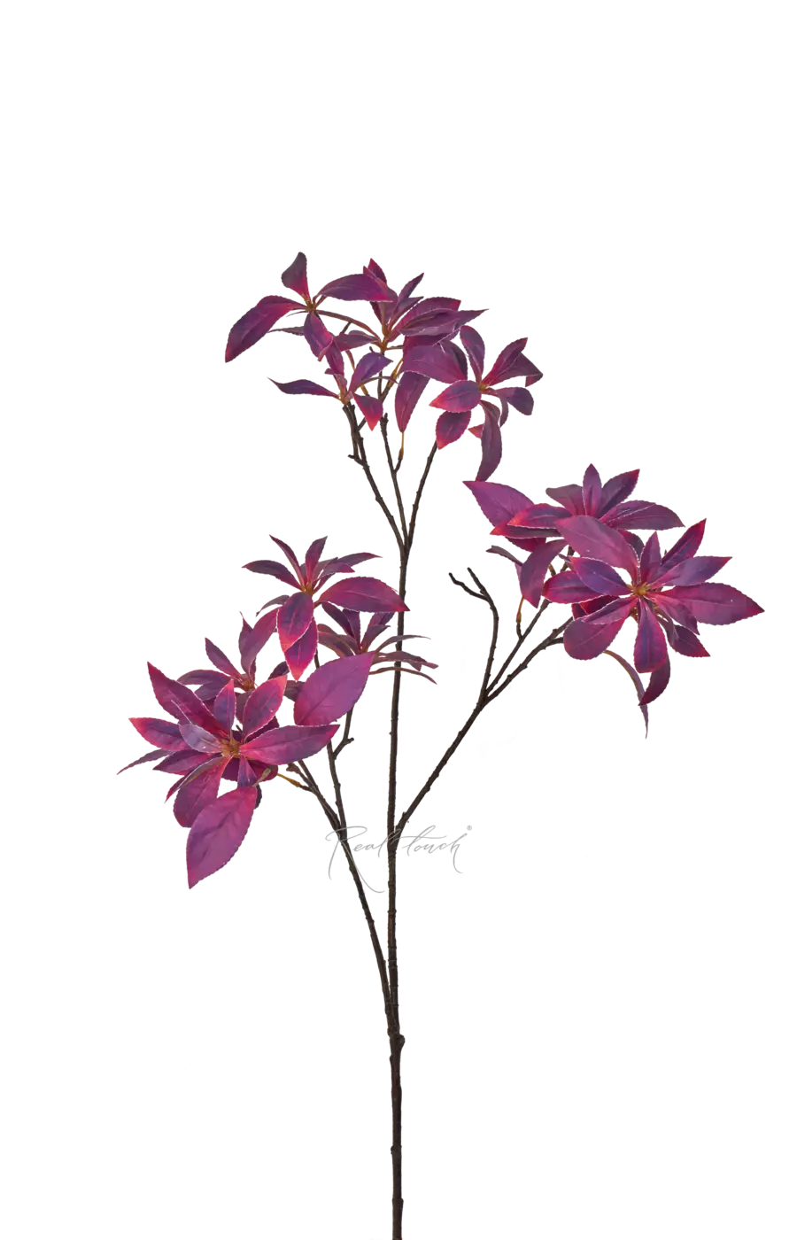 Пиерис - Темно-фиолетовый Пиерис - Темно-фиолетовый