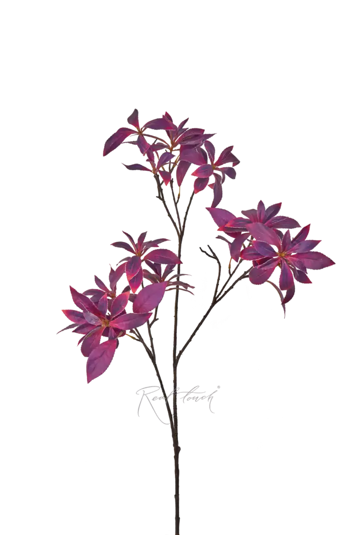 Пиерис - Темно-фиолетовый