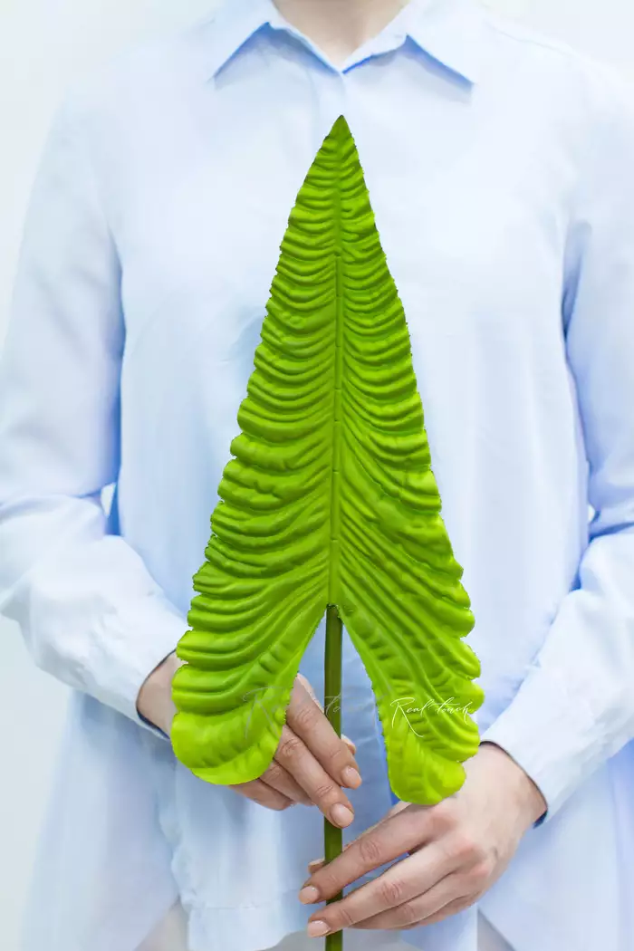 Лист Антуриума Вейча - Светло-зеленый Лист Антуриума Вейча - Светло-зеленый