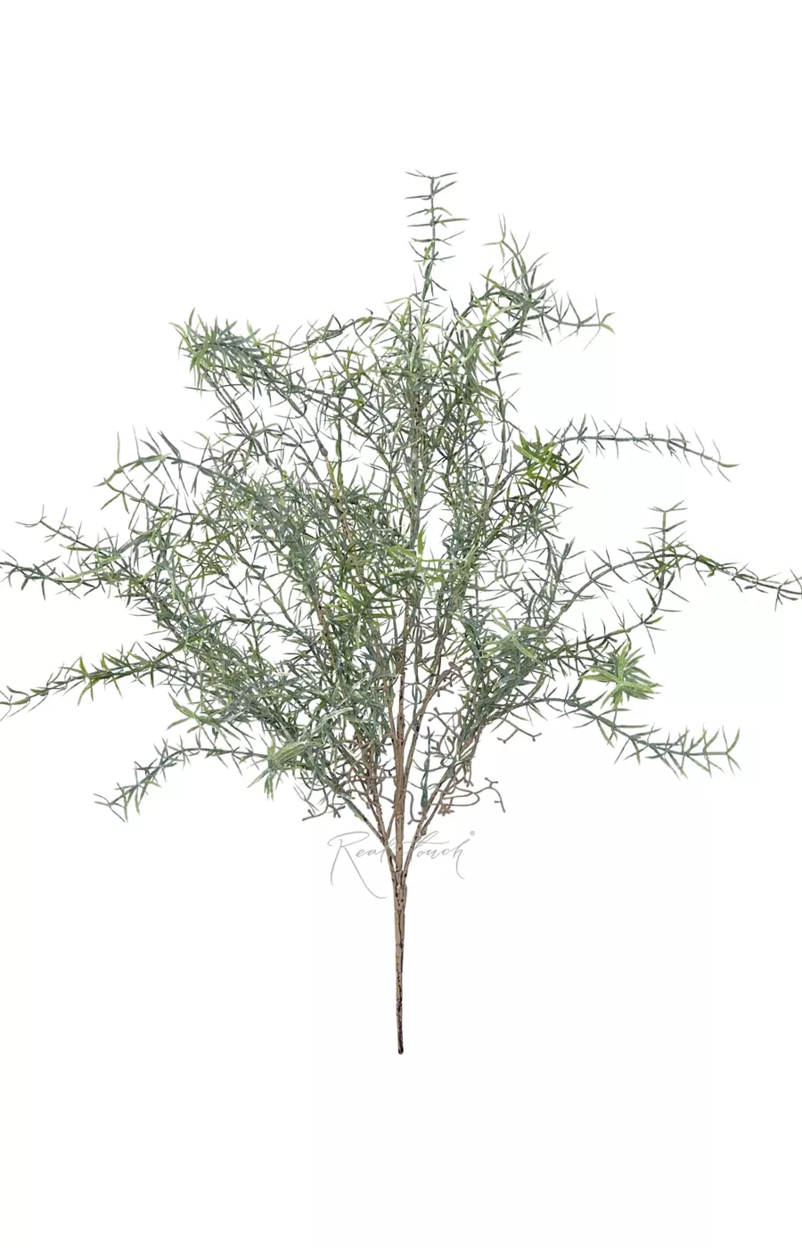 Аспарагус пушистый - Пыльно-зеленый