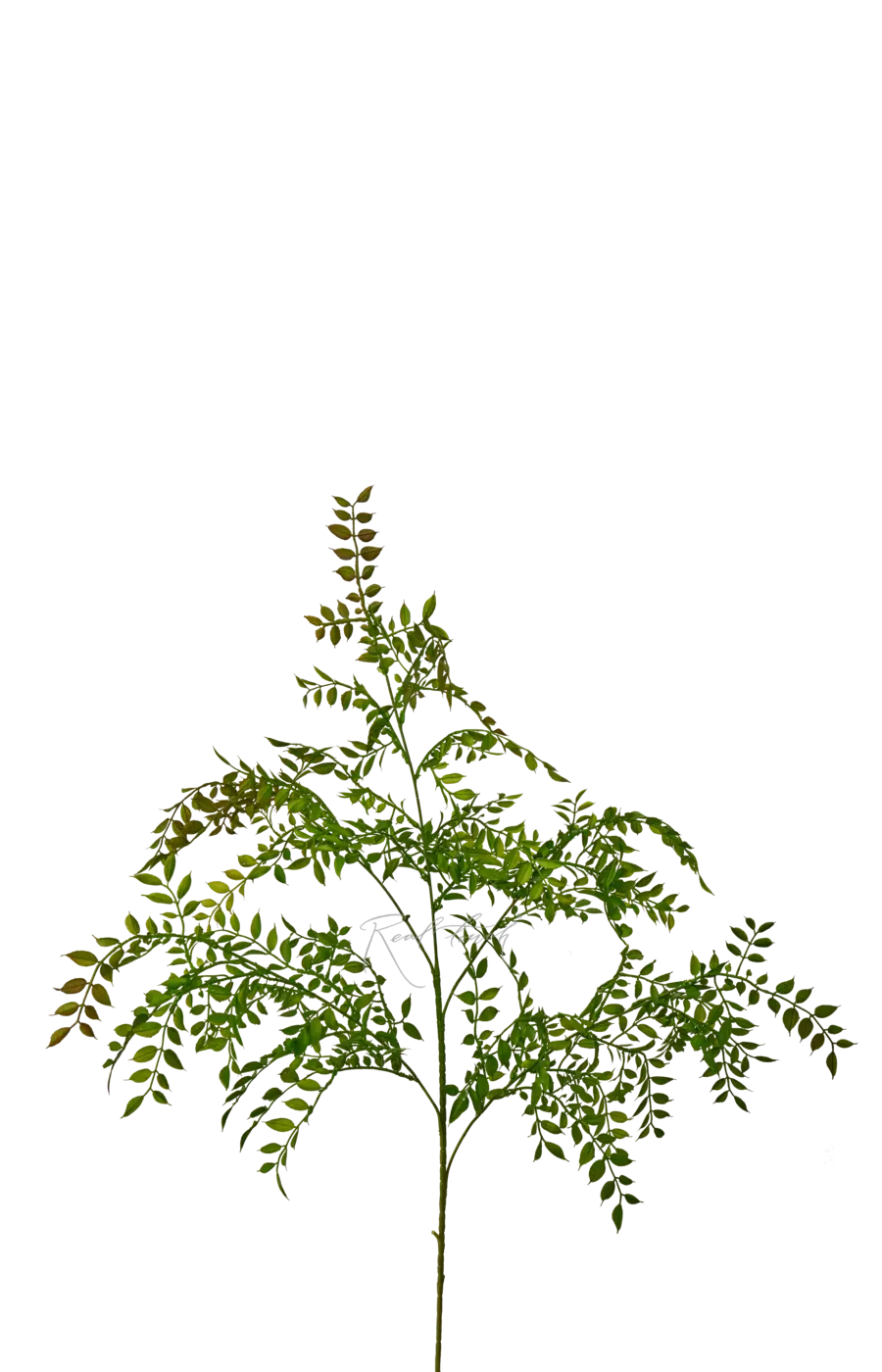 Ветка Рускус Иглица - Зелено-красный Ветка Рускус Иглица - Зелено-красный