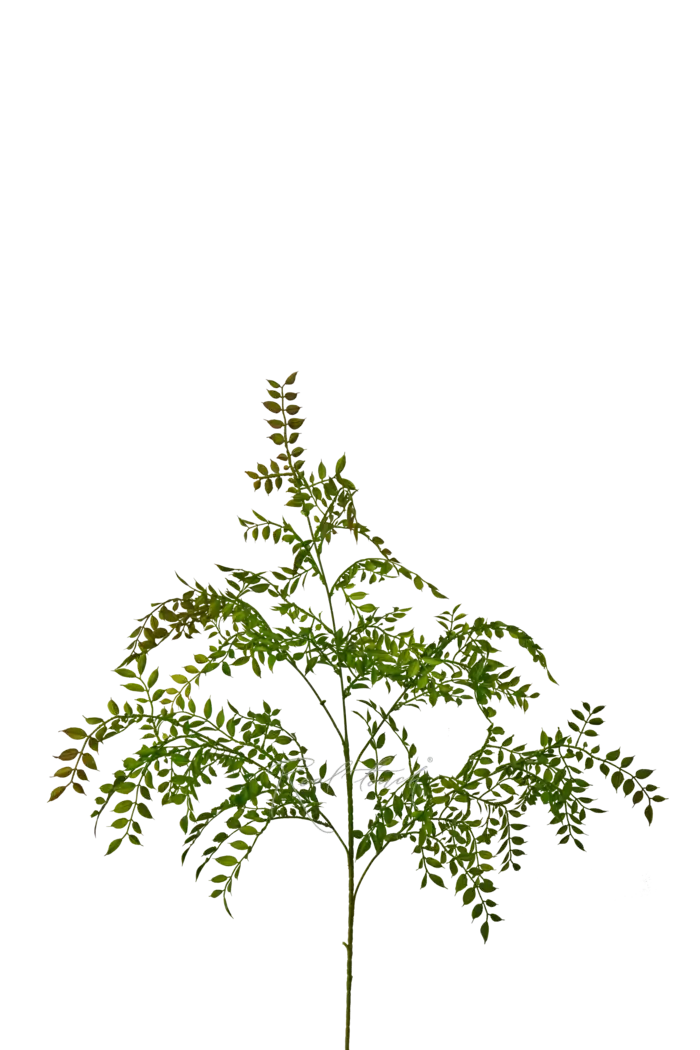 Ветка Рускус Иглица - Зелено-красный