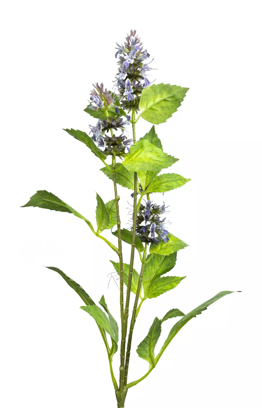 Веточка цветущей мелиссы - Фиолетовый