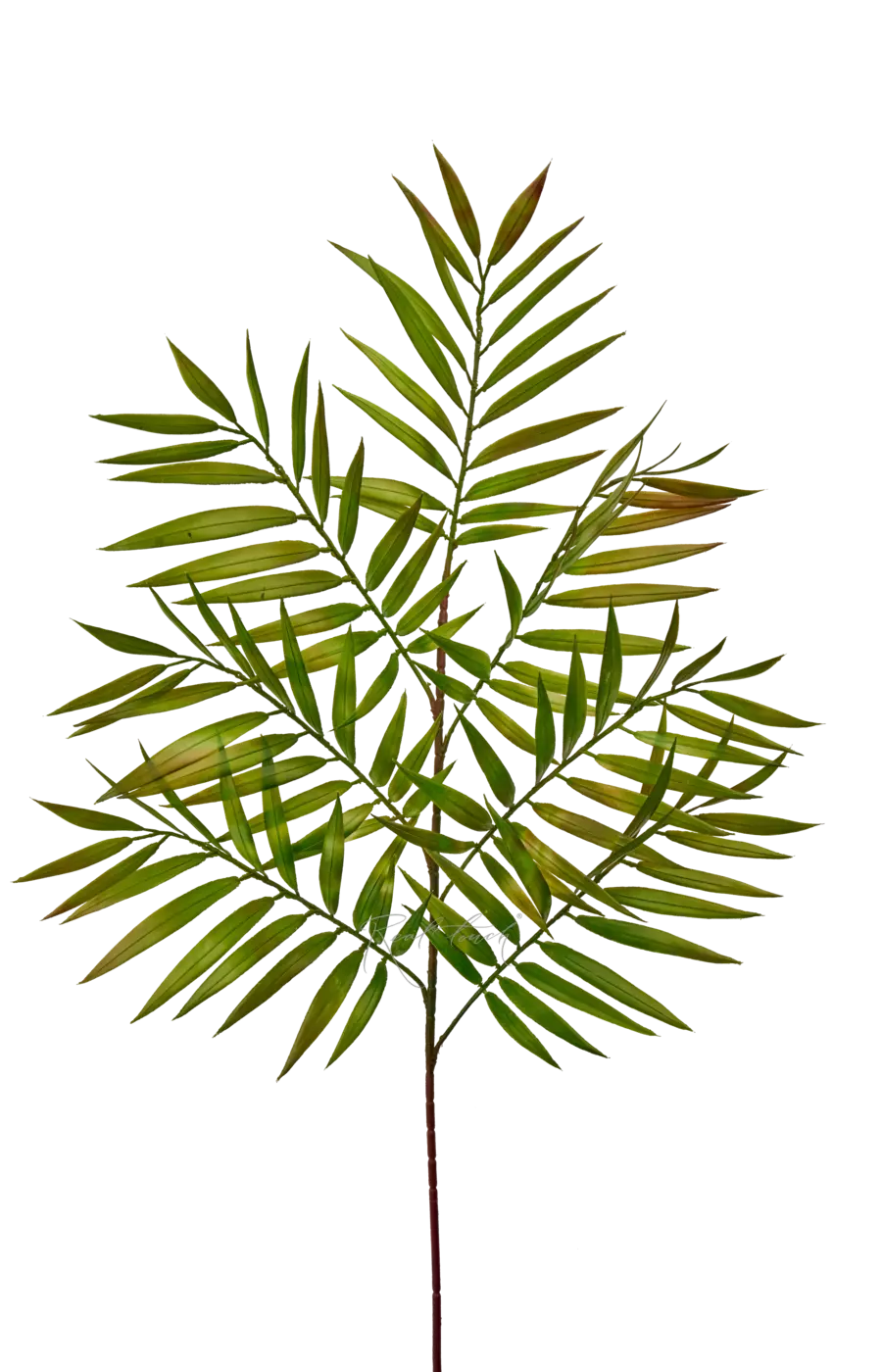 Ветка Хамедореи 88см - Зелено-фиолетовый Ветка Хамедореи 88см - Зелено-фиолетовый