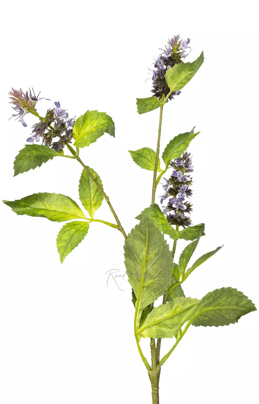 Веточка цветущей мелиссы - Сиреневый Веточка цветущей мелиссы - Сиреневый