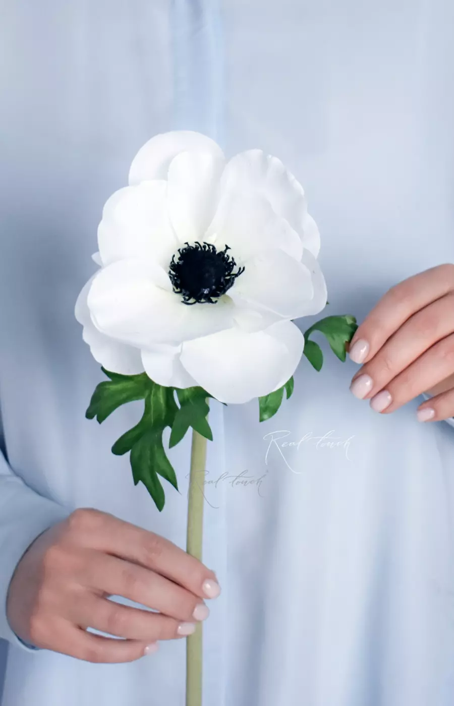 Анемона de Caen - Белый Анемона de Caen - Белый