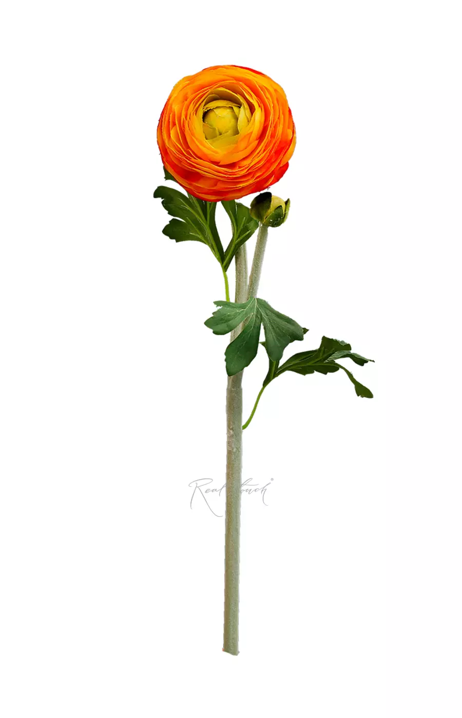 Ранункулюс Клуни крупный - Оранжевый