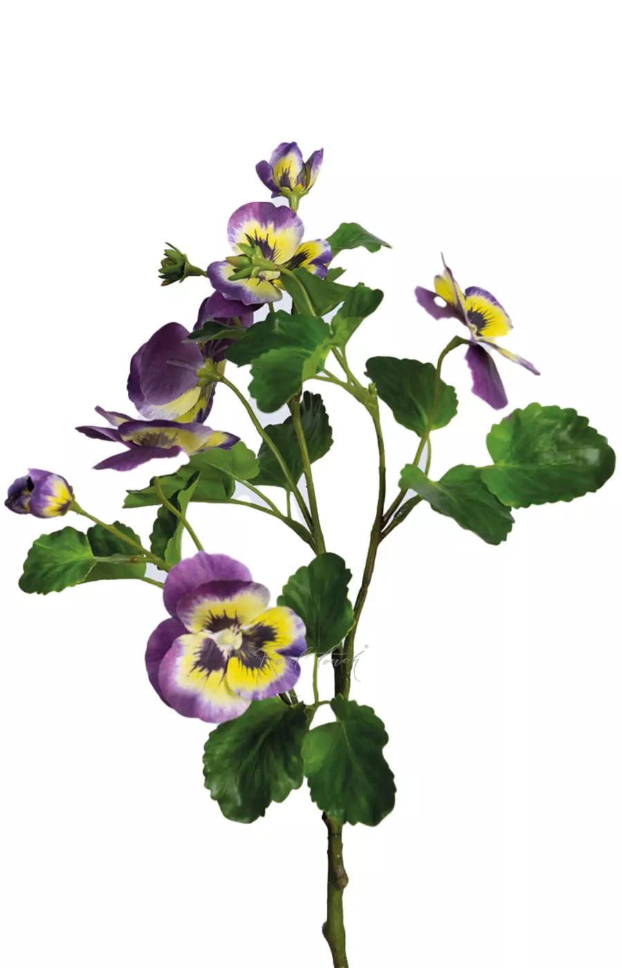 Анютины глазки - Фиолетовый