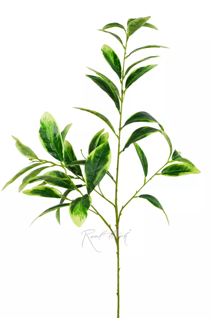 Ветка фикуса Саманта (высокая) - Желто-зеленый