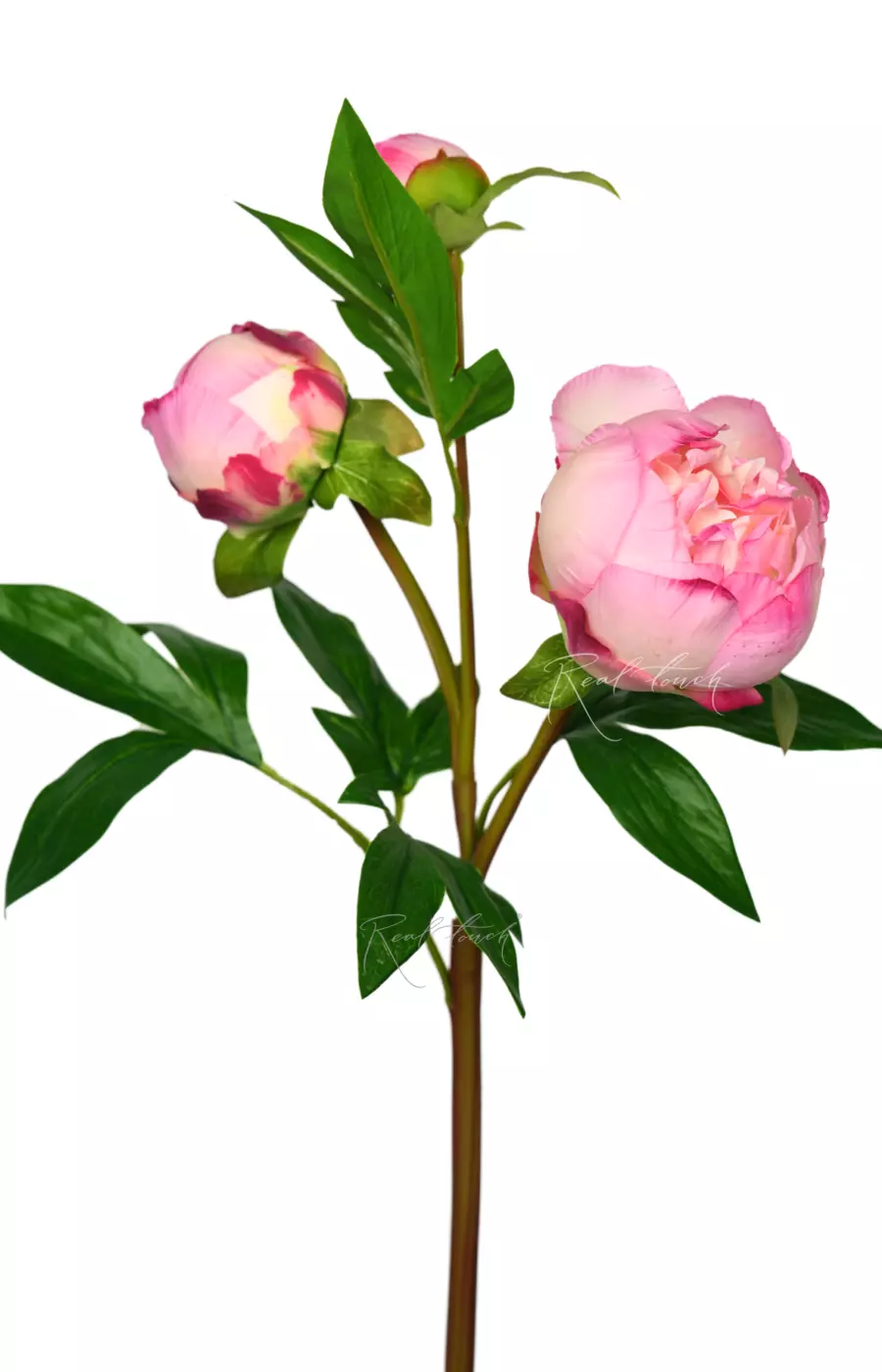 Пион (3 бутона) - Розовый Пион (3 бутона) - Розовый