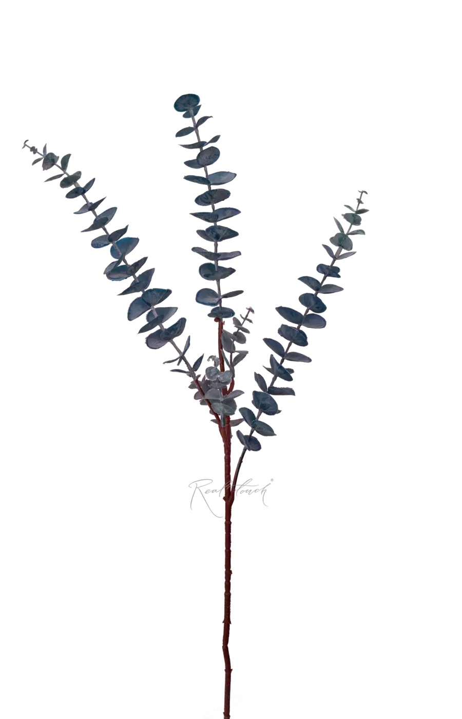 Эвкалипт BABY BLUE ветка - Фиолетовый