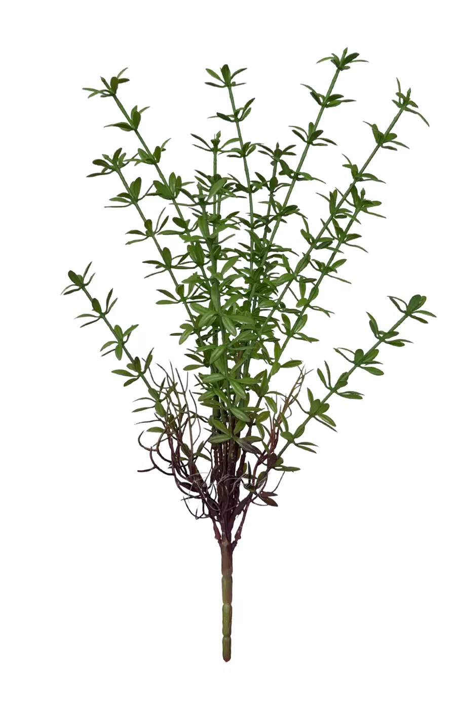 Портулак - Зеленый