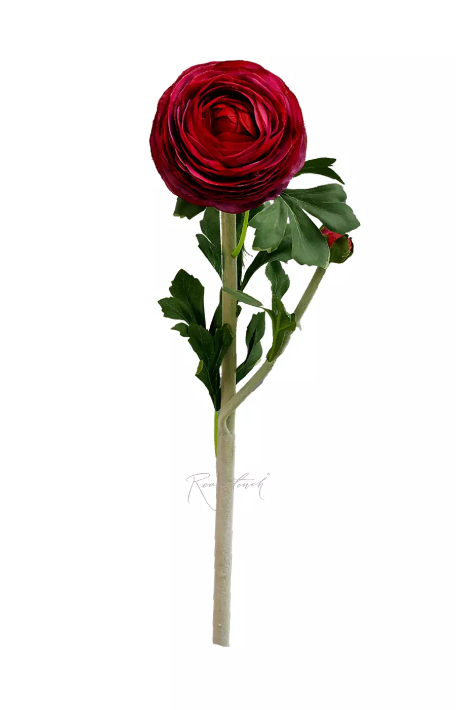 Ранункулюс Клуни крупный - Малиновое вино