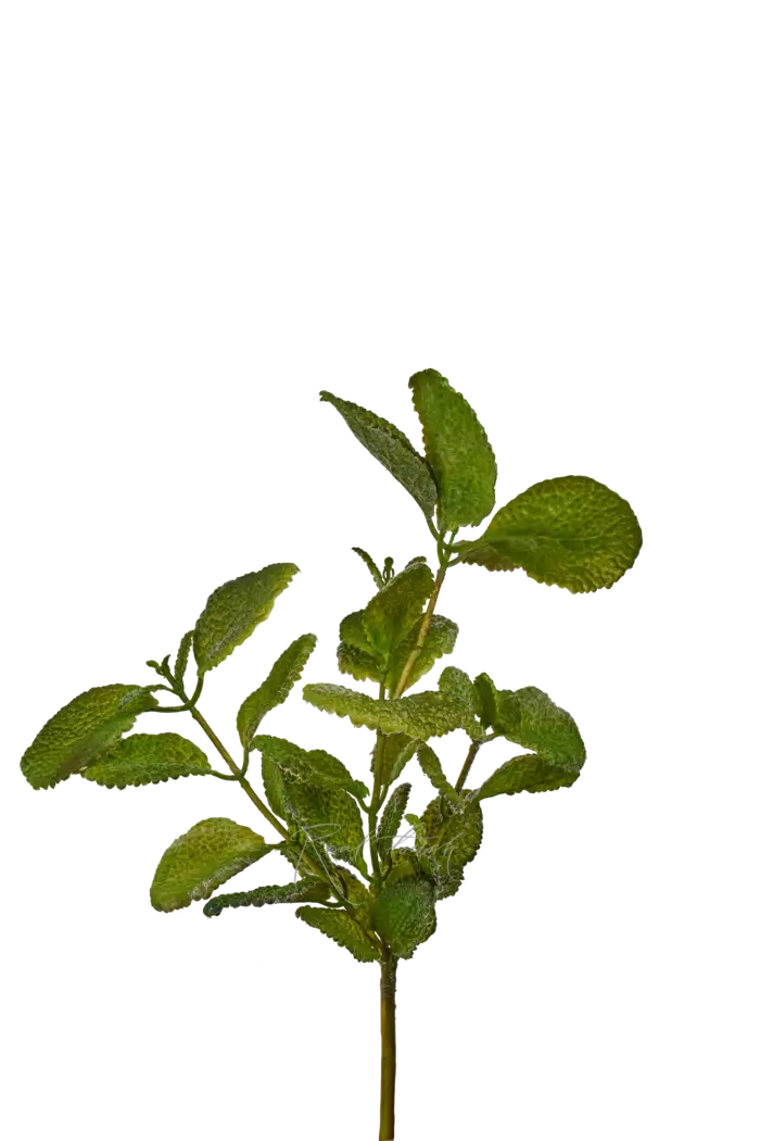 Пилея mollis - Зелено-бордовый