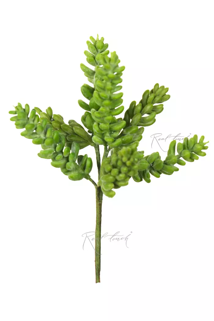 Суккулент Седум Буррито - Зеленый