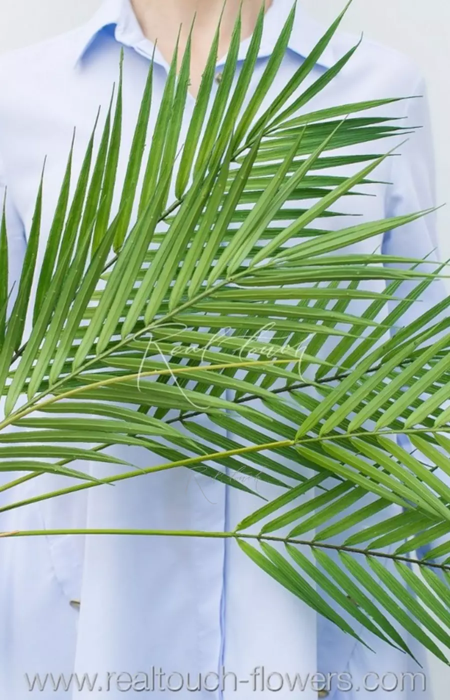 Куст пальмы Арека HQ 84 см (5 веточек) - Зеленый