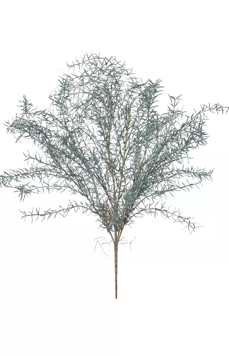 Аспарагус пушистый - Пыльно-голубой