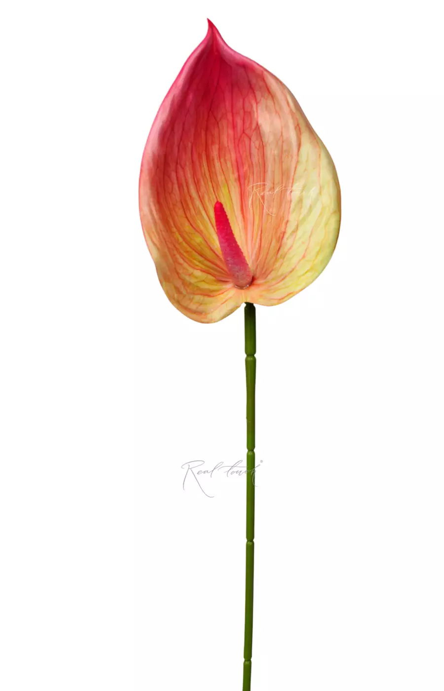 Антуриум 3D - Зелено-розовый